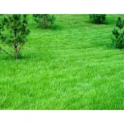 Травосмесь "Северная" 1кг