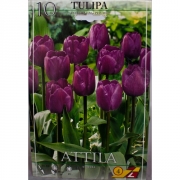 Тюльпан Аттила(Attila)