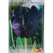 Тюльпан Блэк Пэррот(Black Parrot)