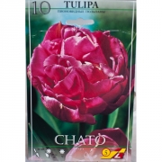 Тюльпан Чато(Chato)