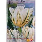 Тюльпан Экзотик Эмперор(Exotic Emperor)