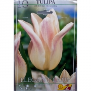Тюльпан Элегант Лэйди(Elegant Lady)