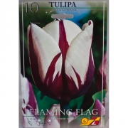 Тюльпан Флэминг Флэг(Flaming Flag)