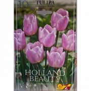 Тюльпан Холланд Бьюти(Holland Beauty)