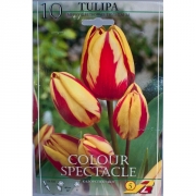 Тюльпан Калор Спектакл(Colour Spectacle)