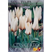 Тюльпан Концерто(Concerto)