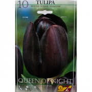 Тюльпан Куин оф Найт(Queen of night)