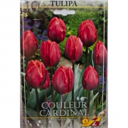 Тюльпан Кулёр Кардинал (Couleur Cardinal)