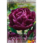 Тюльпан Лайлак Перфекшн(Lilac Perfection)