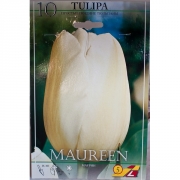 Тюльпан Маурин(Maureen)