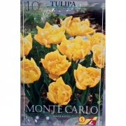 Тюльпан Монте Карло(Monte Carlo)