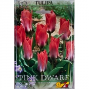 Тюльпан Пинг Дуарф(Pink Dwarf)