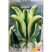 Тюльпан Спринг Грин(Spring Green)