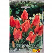 Тюльпан Торонто(Toronto)