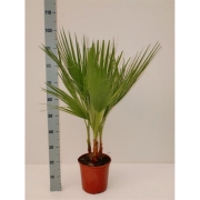 Вашингтония