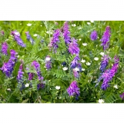 Вика яровая 20кг