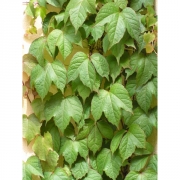 Виноград девичий(партеноциссус) пятилисточковый