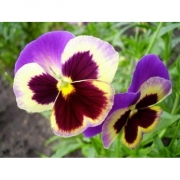 Виола трехцветная