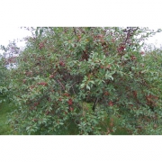 Вишня 3-х летка в ассортименте