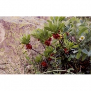 Волчеягодник смертельный 'Рубрум'